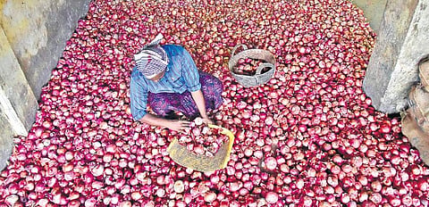 A worker sorting onions at a wholsale trading shop in Kochi (Photo | Albin Mathew)