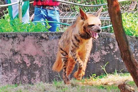 A wild dog runs away on seeing visitors at Indira Gandhi Zoological Park in Visakhapatnam on Sunday | G satyanarayana