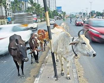 Four men were arrested in Tirunelveli for allegedly selling three stray cattle. (File Photo | Ashwin Prasath, EPS)