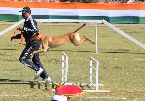 The newly inducted stray dog has been named 'Thenga.' (Photo | EPS)