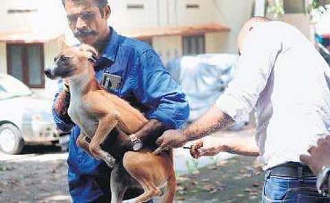 A dog being vaccinated as part of the ABC programme
