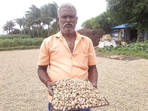 Farmers, officials claimed, would reap good yield in shorter duration than other varieties. (Photo | EPS)
