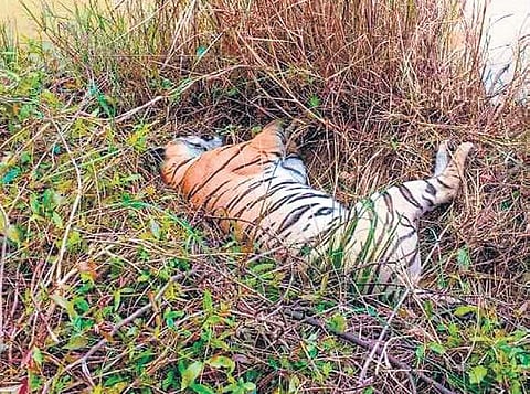 Image for representational purpose only. (Photo | PTI)