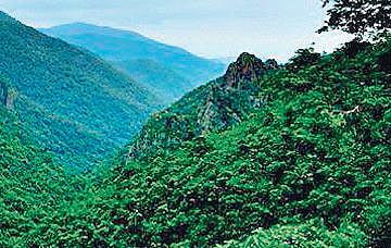 Forest loss contributes to 1.29 gigatonnes of CO₂ emissions over two decades, say researchers