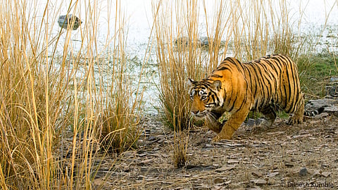 The initiative aims to protect seven major big cat species globally
