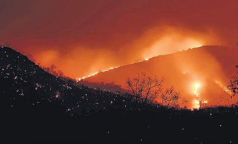 Patches of the Bandipur forest that were ravaged early this year | file photo