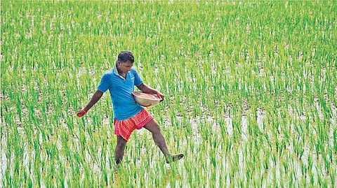 A farmer sprinkling fertiliser in his paddy field