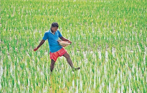A farmer sprinkling fertiliser in his paddy field (Photo|EPS )