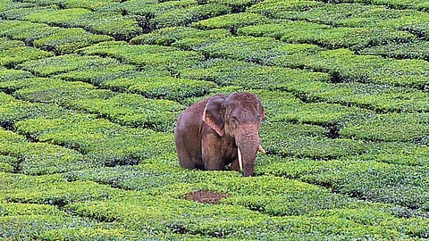 An elephant passing through a tea estate.
