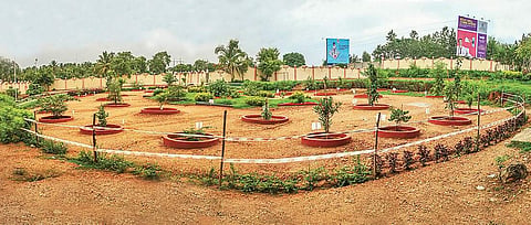 The healing forest