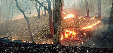 Over 25 captive elephants including a Kumki that were undergoing rejuvenation at Theppakadu camp were saved by the forest staff, tribal and volunteers from the wildfire.