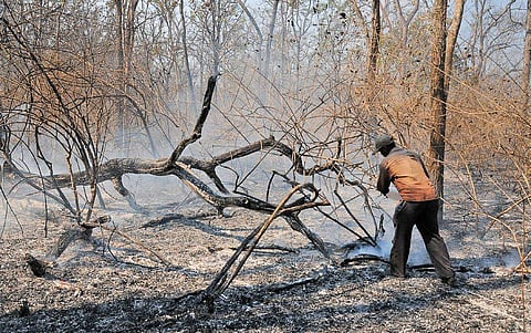 The fire which destroyed over 12,000 acres of forest land;