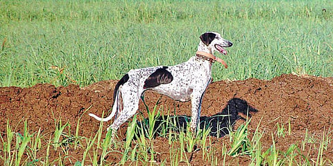 A file picture of a Mudhol hound | Express