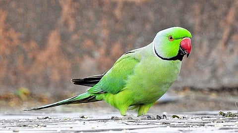 'Opium-addicted' parrots wreaking havoc in Madhya Pradesh