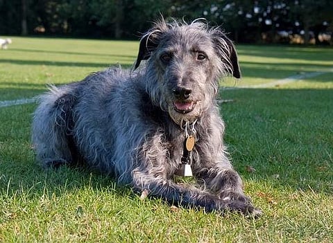 Representational image of Lurcher dog.