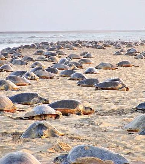 A file photo of Olive Ridley Sea turtles at the Gahirmatha marine sanctuary