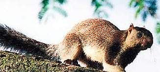 Grizzled Squirrel