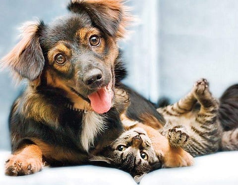 Don’t let your pets fight like cats and dogs