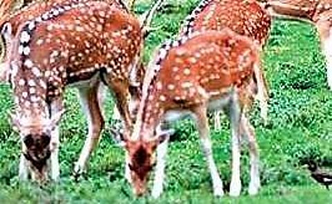 Guwahati diary