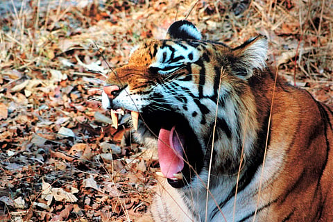 For representational purposes (File Photo | EPS)