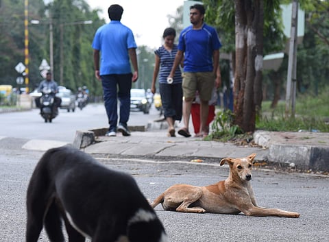 Dogs inside Bangalore University campus (File Photo | Vinod Kumar T)