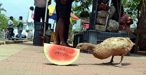 The IMD has also issued the temperature level which the state might experience in the coming three days (File Photo | Biswanath Swain/EPS)