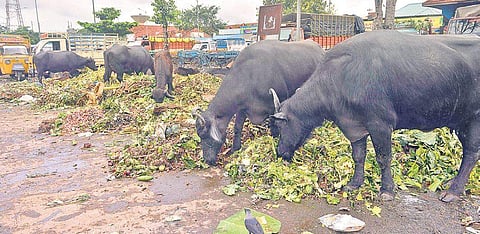 For representational purposes. (Photo | P Jawahar)