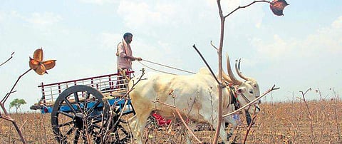 A farmer arrives to collect the wilted cotton crops from his field at Udikeri in Bailhongal taluk | Express