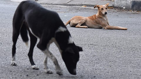 For representational purposes (File Photo | EPS)