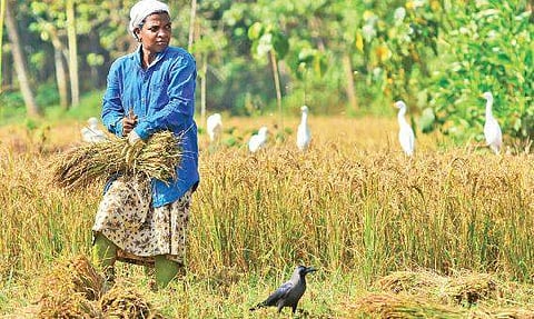 A farm worker at Kizhakkeppuram paddy field near Varkala B P Deepu