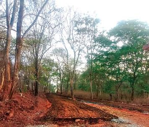 Road constructed by Kuvempu University in Bhadra Tiger Reserve | express