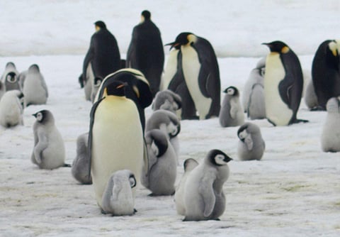 mperor penguins and chicks at Antarctica's Halley Bay (File Photo | AP)