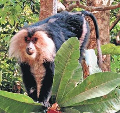 A Lion-Tailed Macaque in the Western Ghats | G Veeresh