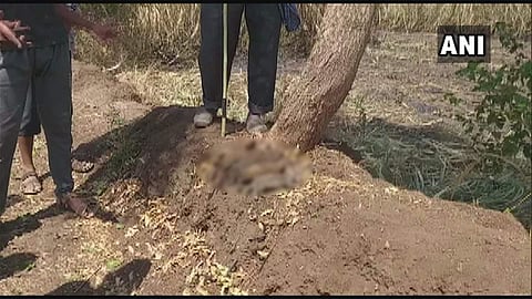 5 leopard cubs burnt to death in field in Maharashtra. (Photo| ANI)