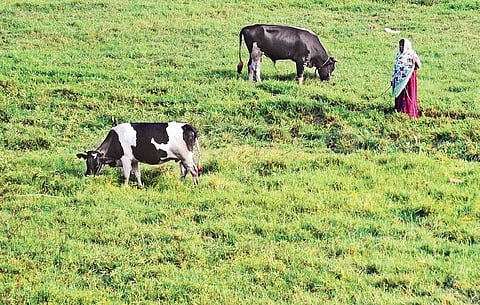 The Government has issued guidelines aimed at the prevention and regulation of 'Greenwashing' and misleading environmental claims to protect the interests of consumers and the public.