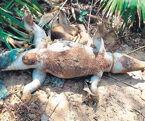 The dead crocodile.