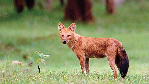 The drastic decline in dhole populationin is mainly due to habitat loss | Kalyan Varma
