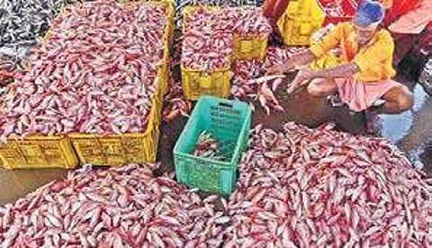 Fish catch takes a hit with rise in temperature