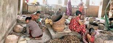 Labourers working in cashew factories in Palasa of Srikakulam district | EXPRESS