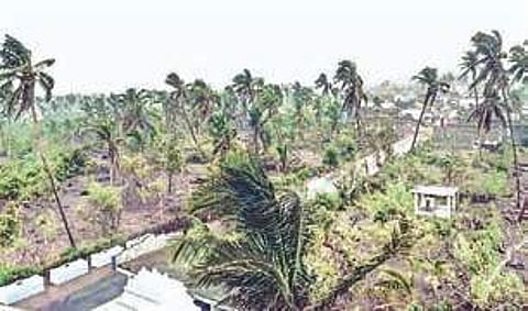 Heavy winds caused damage to trees in Coastal AP