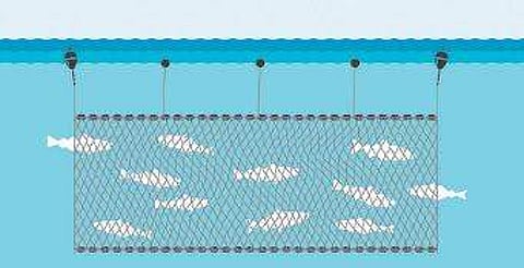 Pelagic fishing using gillnets spell doom