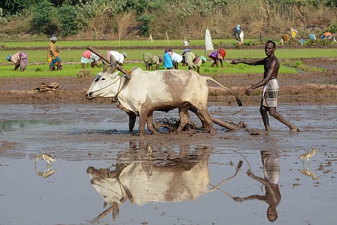 A farmer ploughs his field using oxen ahead of the paddy cultivation season in Kupakurichikulam near Tamil Nadu's Tirunelveli. (Photo | V Karthik Alagu, EPS)