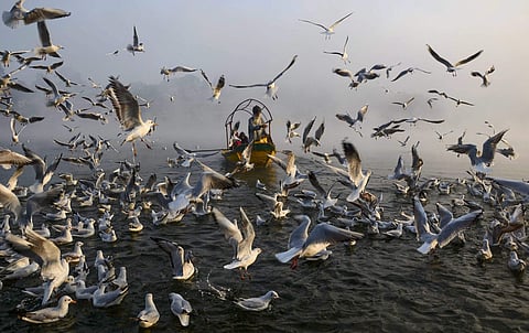 Image of Narmada River. (Photo| PTI)