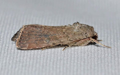 Representational image of Fall Army Worm