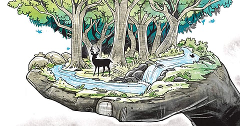 Sacred groves (Express Illustration)
