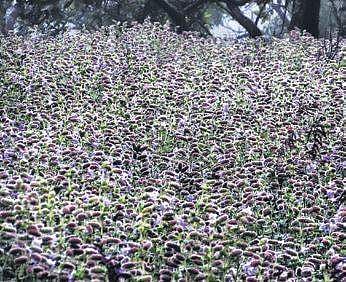 Hopes high As Neelakurinji bloom anticipated this monsoon