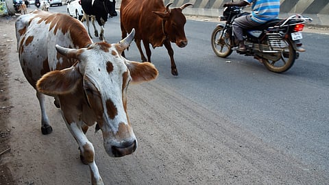 Image of Cows used for representational purposes only.