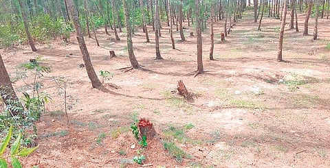 Casuarina forest at Dagra in Balasore district | Express