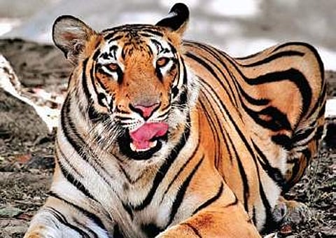Representational Image.