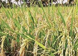 Farmers have started preparing land for sowing seeds and are now waiting for water from Upper Kolab for next stage of paddy cultivation. (File Photo)